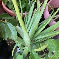 Aloe Vera Plant 