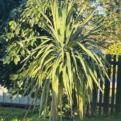 5’ High Dragon Plant $300.00