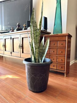 Snake Plant