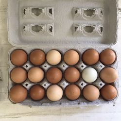 Fresh Eggs.
