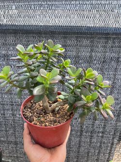 Jade Plant Succulent – 6” Pot – Healthy & Easy Care