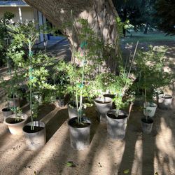 Japanese Maples, Camilias and Roses