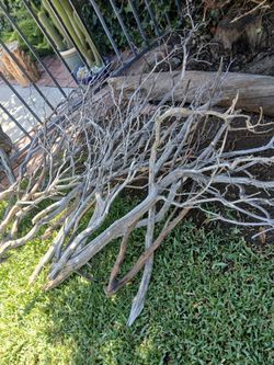 MANZANITA BRANCHES/PETS/DECOR