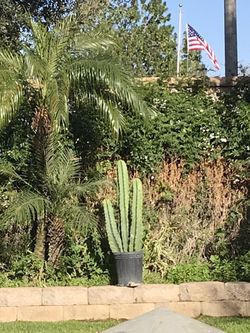 Cactus  🌵 