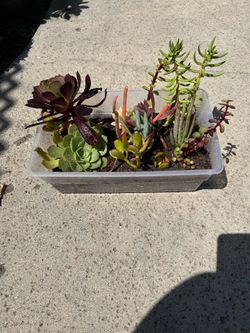 Lil succulent gardens