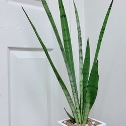 Snake Plants 