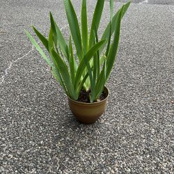 Iris, Light Purple Blooms In May