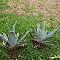 Texas LARGE  Agave/Maguay ENORME