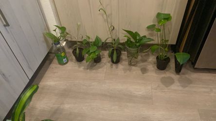 House plants first picture all 9.00 second picture all 10.00 going fast be first to get them