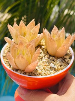 Rare succulent