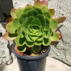 Succulent