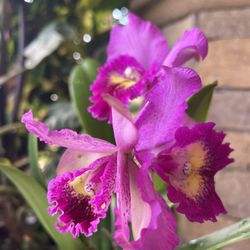 Cattleya Orchid
