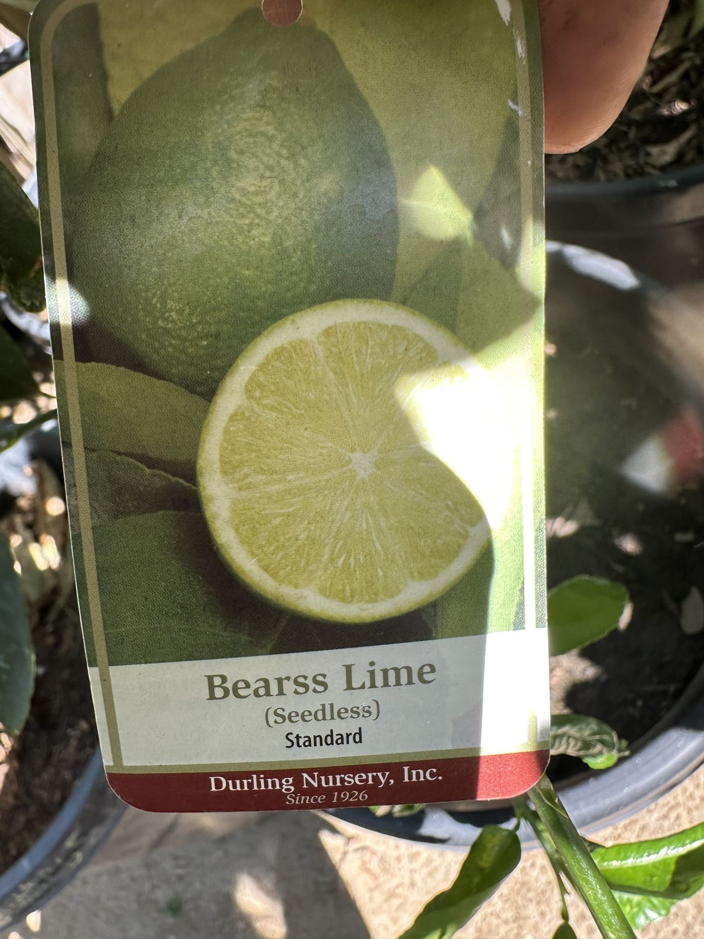 Bears Lime Tree 15gal