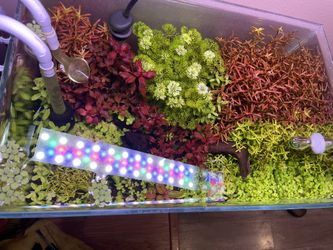 Plants musk tur for sale