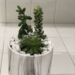 Suculent Arrangement 