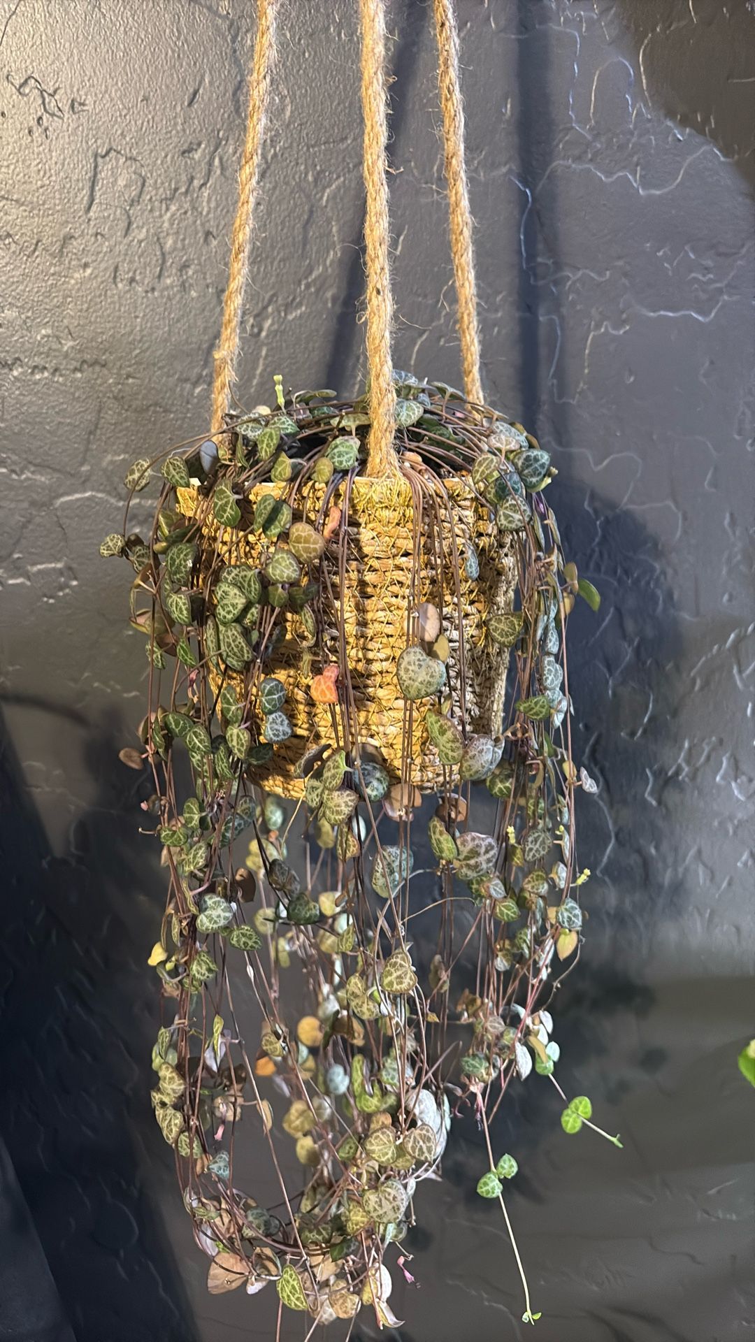 Live String Of Hearts Plant