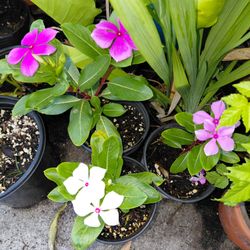 Periwinkle Flowers Landscape or Potted Plant