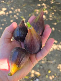 Figs 3$/lb