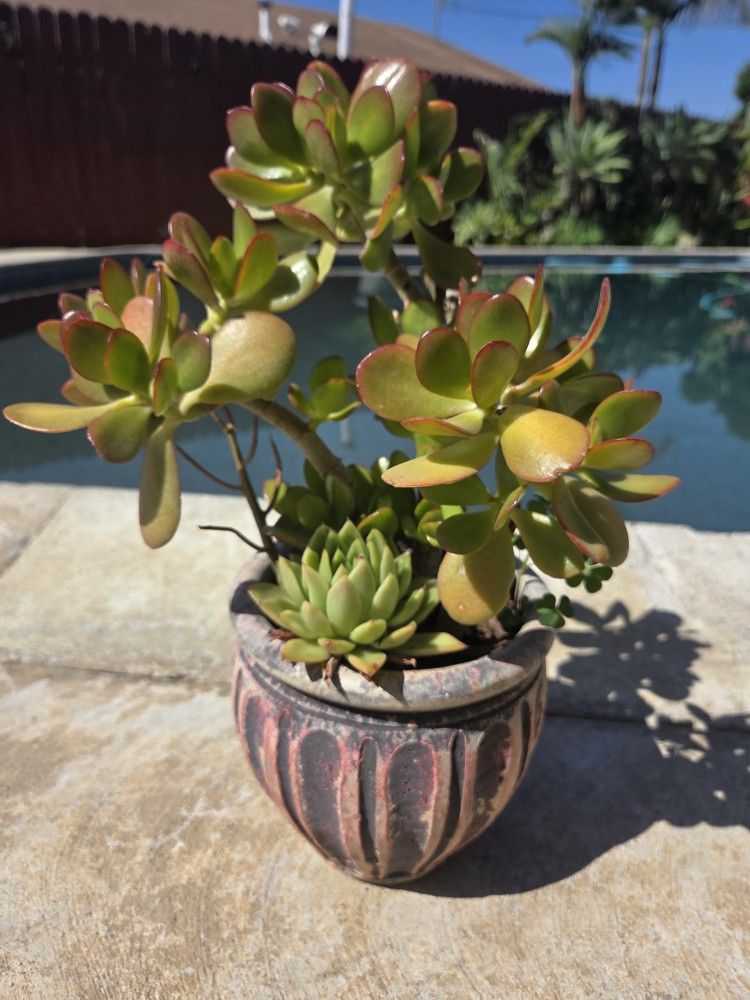 Jade Tree