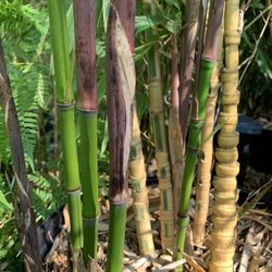 Bamboo Plants For Sale