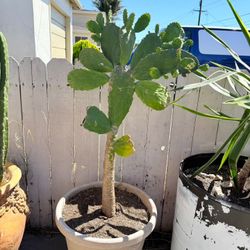 Cactus 🌵 