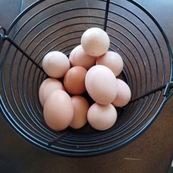 Fresh Organic Eggs