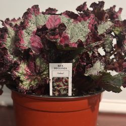 Begonia Rex ( Odissi )