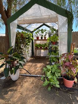 Plants for sale in perris ($1-25)