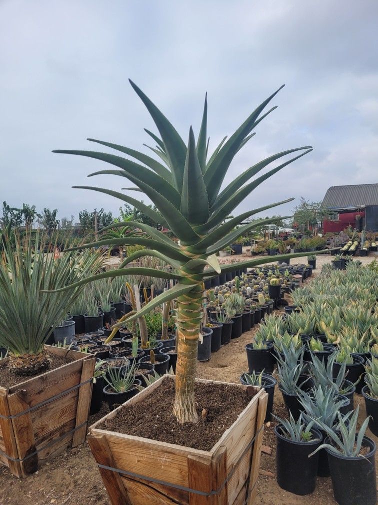 Aloe Hercules Austrian 1960s \