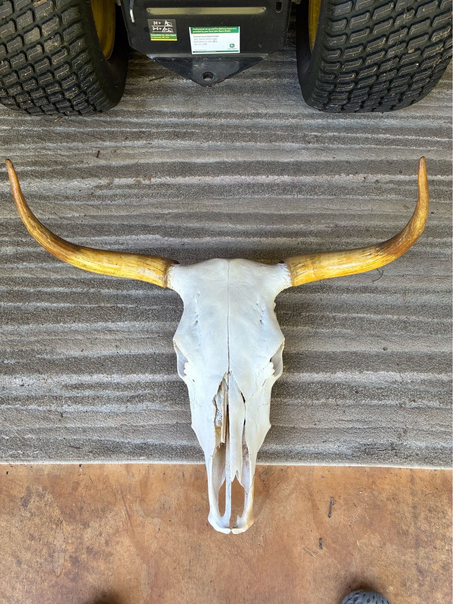 Bull Skull Wall Decor