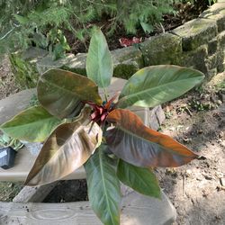 Philodendron Royal Red Plant!! $25!!