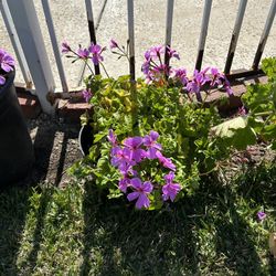 Geranium