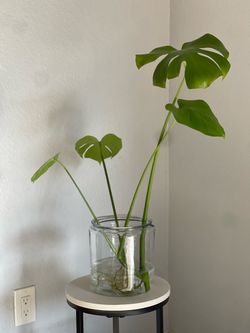 Monstera Plant in water