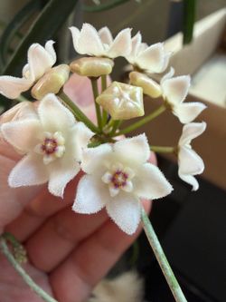 Hoya Shepherdii rooted starter plant with peduncle