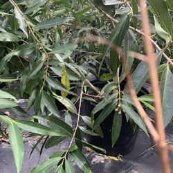 Rose Apple ( Sizygium Jambos) Tree With Flower (will Fruiting This Year) 5-6 Ft Tall 15 Galon Pot