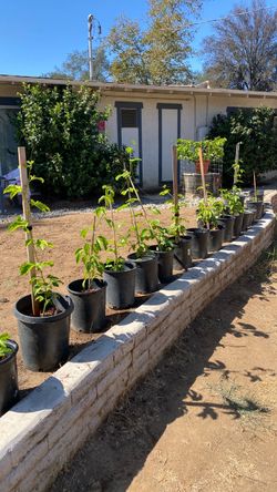 Passion fruit plants/ vine passiflora purple
