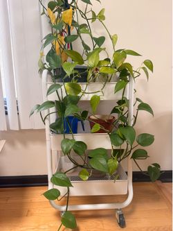 White Cart Shelf