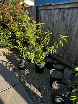 plants for sale