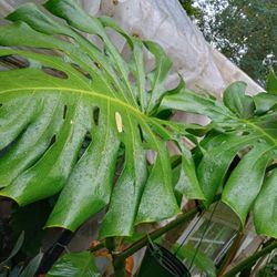Large Monstera Two Leaf Plant Cutting ( Pls Read Description Below)