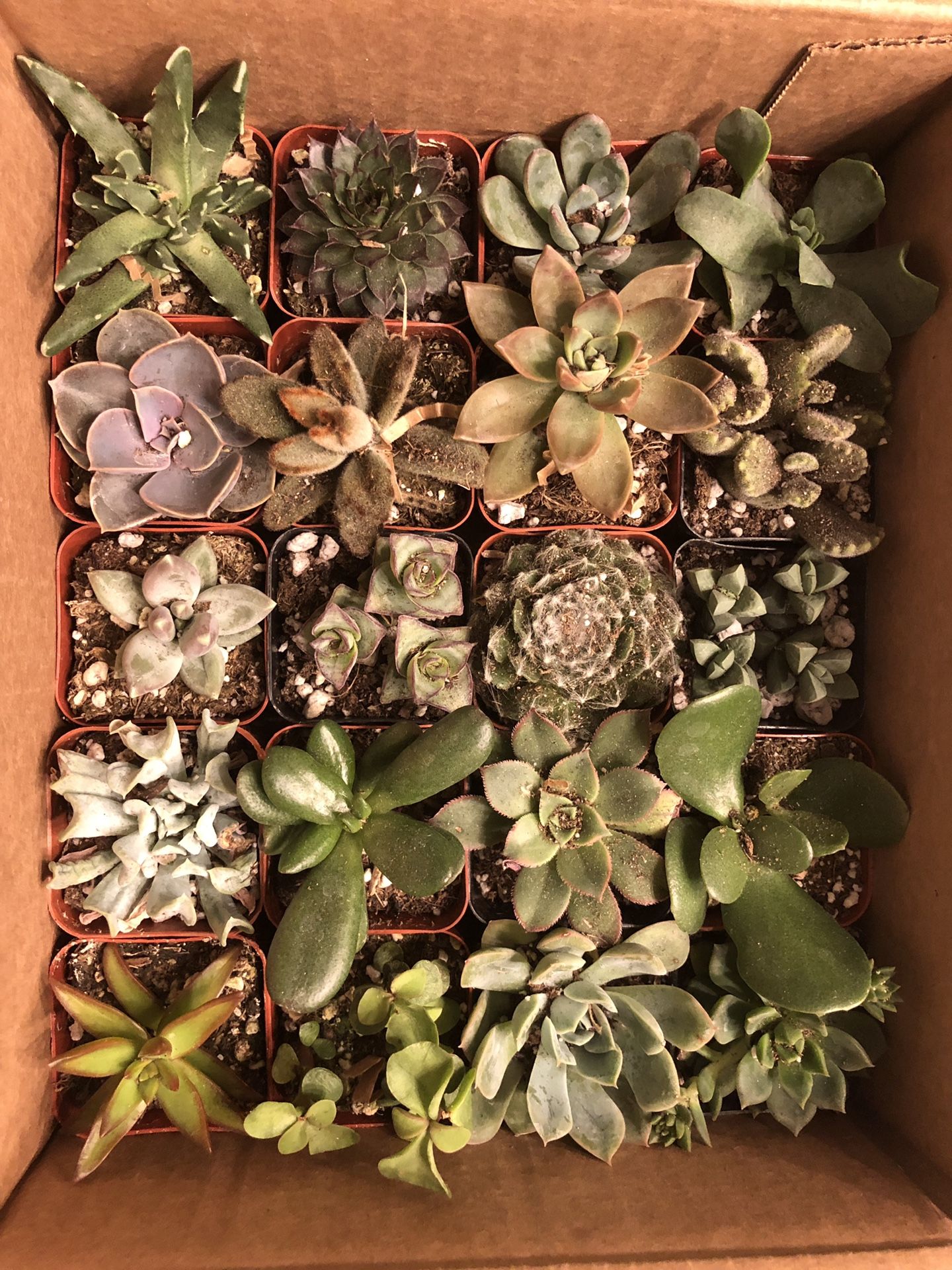 Succulent variety box (20 total)