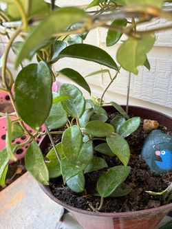 A beautiful, well-cared-for, and vibrant wax plant; it has wound itself quite far up the support
