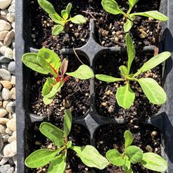 Swiss Chard Starter Plants 