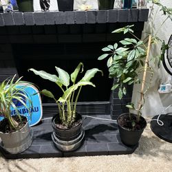 Beautiful Plants 🌱 