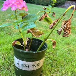 Small Pot Hosta Outdoor Plant Perennial  