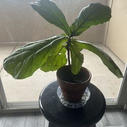 Fig Leaf Ficus Tree