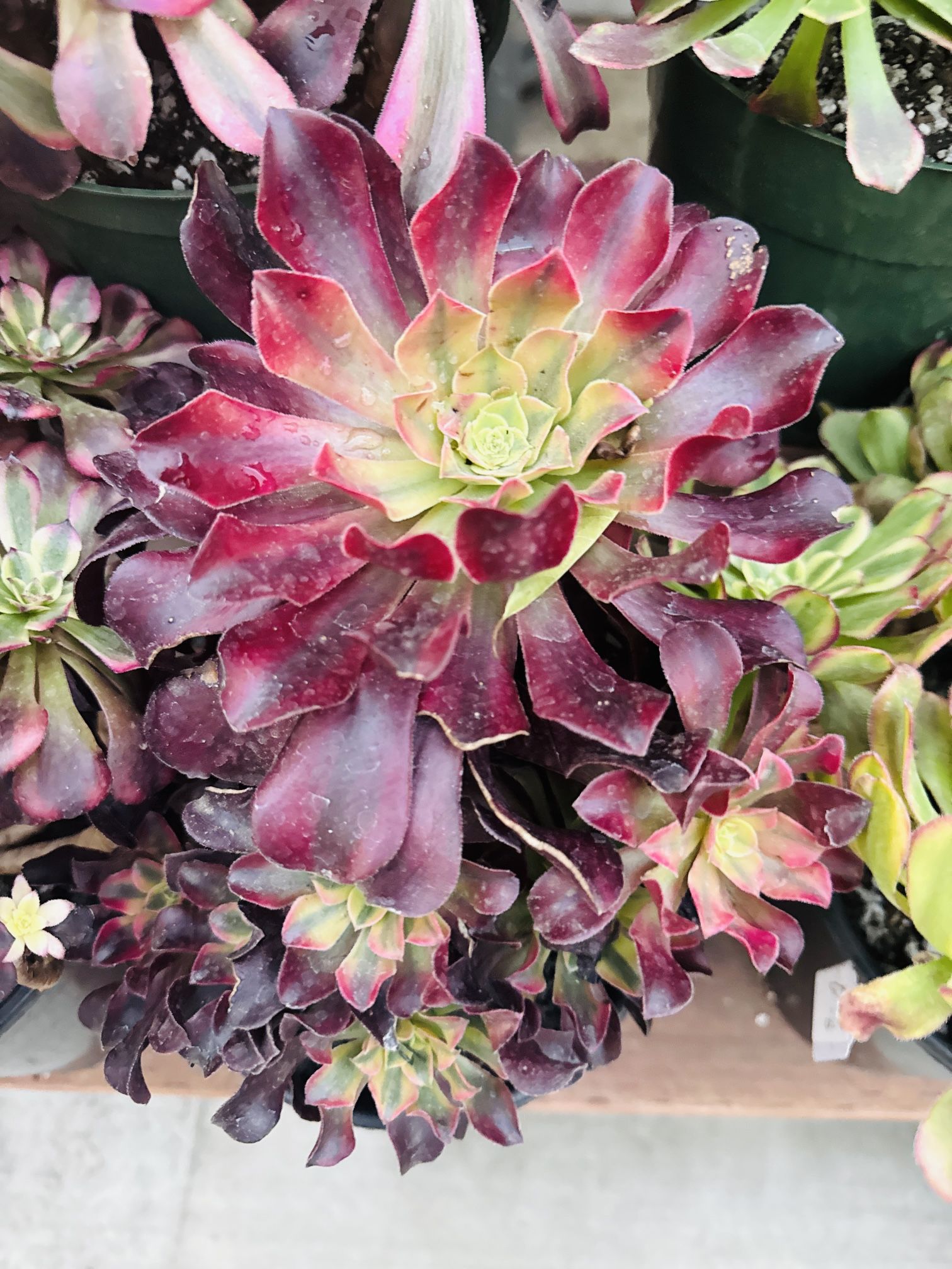 Aeonium Medusa Imported
