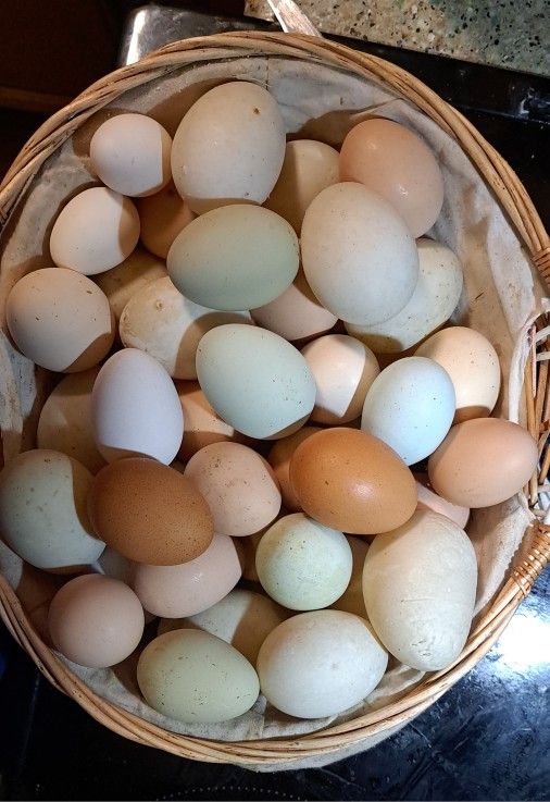 ⭐️ FARM FRESH ⭐️ 🥚