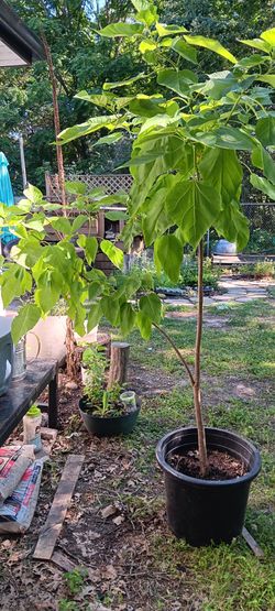 7' tall catalpa tree