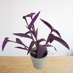 Purple Heart Wandering Jew Plant  in Gray Ceramic Pot 

