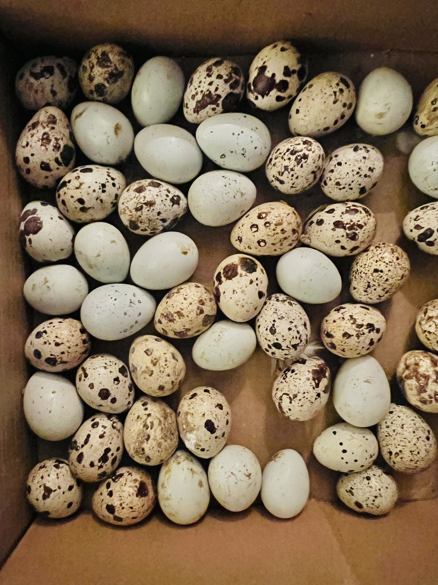 Fresh Organic Quail Eggs ($5/Dozen)